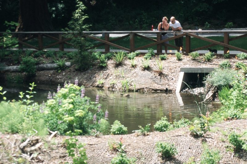 Madrona Creek