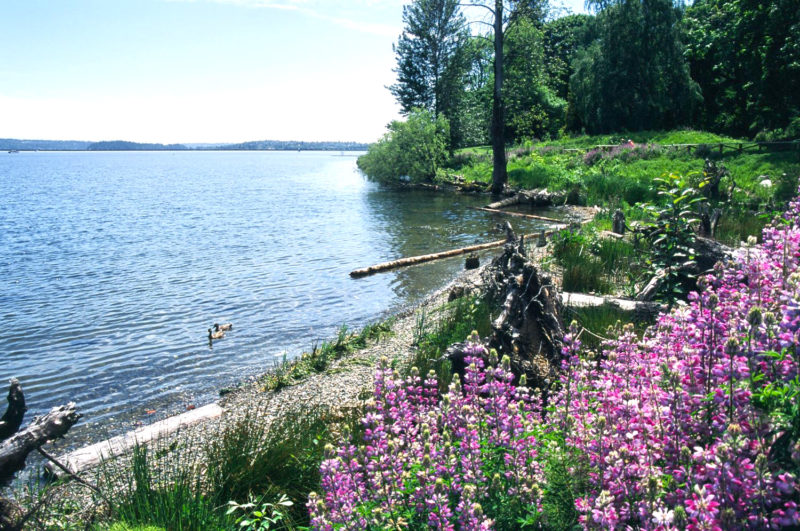 Madrona Creek