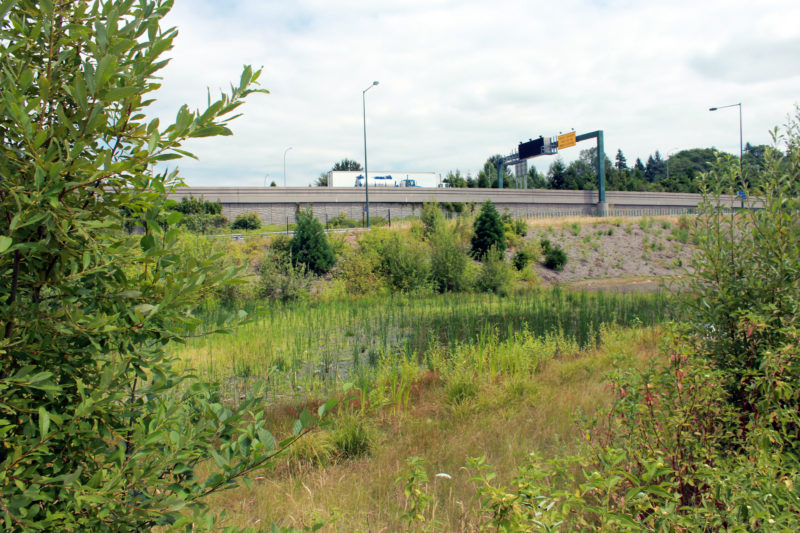 I-405 Bellevue Braids